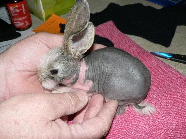 Hairless bunnies pop up as spontaneous mutations fairly frequently but often die early-on in their lives.