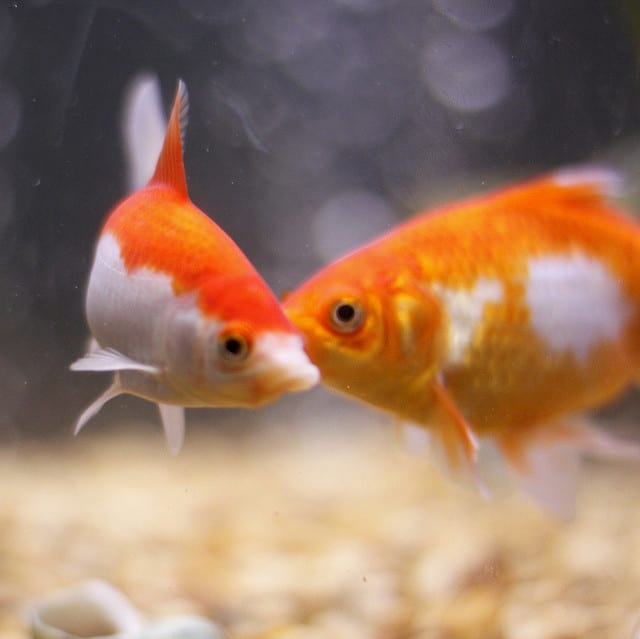 Looks like a Creamsicle and a Twinkie to me. (See the cream-filled center on the goldfish on the right?)
