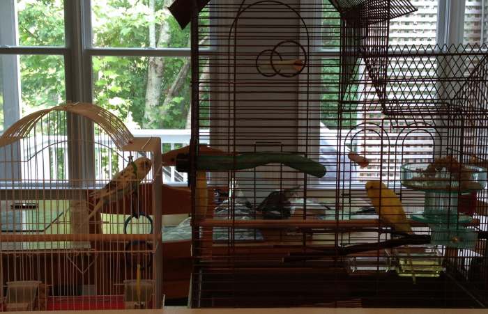 Before adding a new bird to the cage, keep the birds in separate cages that are side by side for a week so they can get used to each other.
