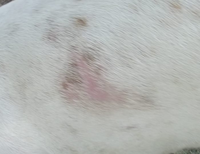 Demodectic mange may start with some hair loss and red skin, but most dog owners ignore this at first.