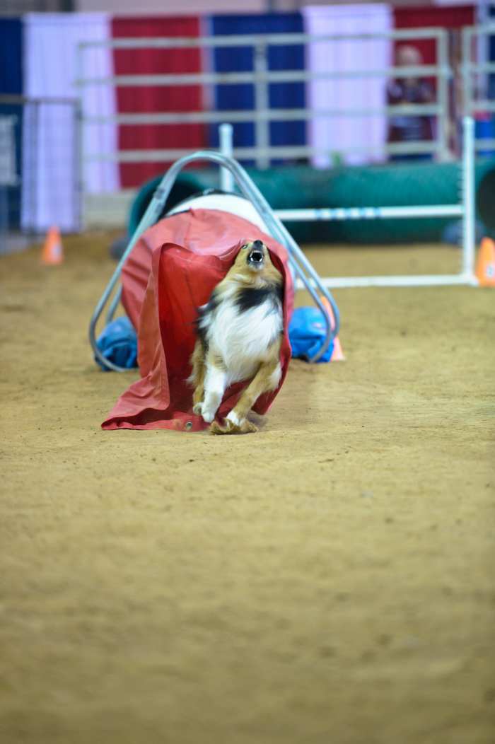 The chute fabric pulling on his face gives this shetie an angry look.