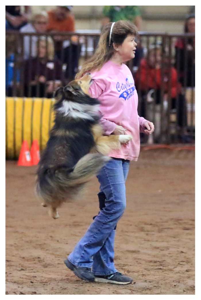 The author's sheltie performing a major "don't" in the ring.