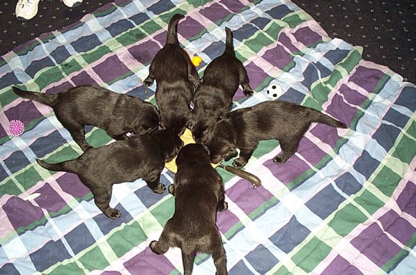 Do not forget that you´ll be buying a lot of food if the breeding is successful.
