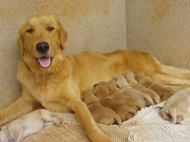 how-to-breed-your-female-dog