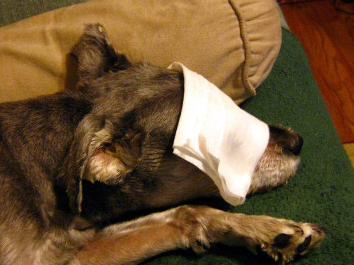She lies still while I place the compress over her eyes and even leaves it there for ten minutes. It think it must feel soothing. It also softens the crusty discharge around the edges of her eye.
