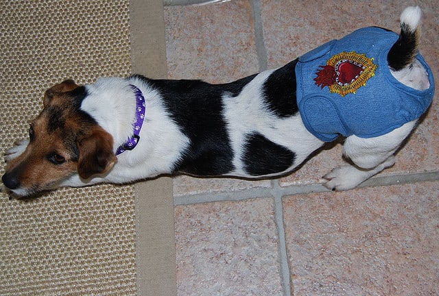 Doggie diapers are a way to prevent spotting around the house.