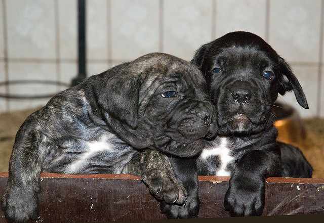 Socialization of your Cane Corso puppy should start early.