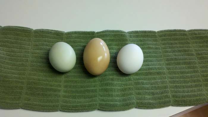 Two eggs from our chickens next to a regular store bought white one.