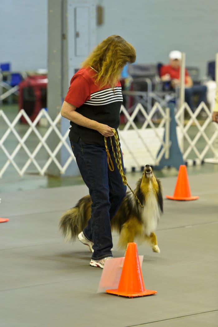 A young dog heeling next to his owner in a Rally Obedience competition.