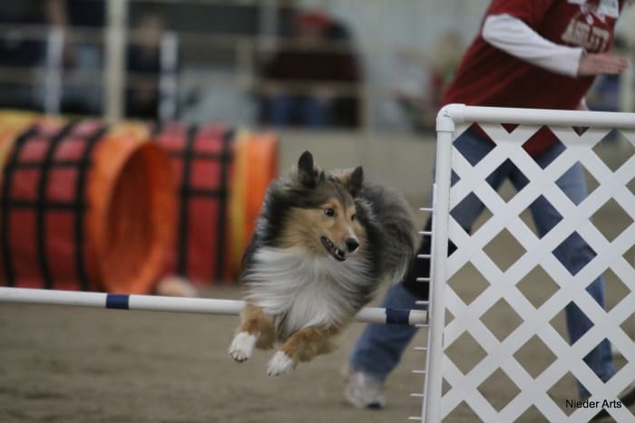 After taking a basic obedience class, you might consider tackling a canine sport like agility.