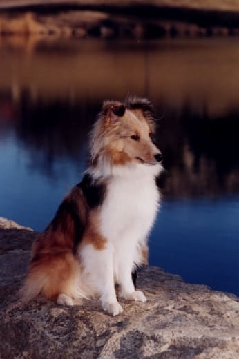 Teaching your dog basic obedience, such as sit and stay, helps to make photo ops easier.