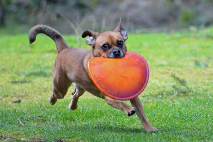 While my daughter's puggle Molly is 1/4 the size of my dogs—she requires extreme exercise so pet sitting is relative.