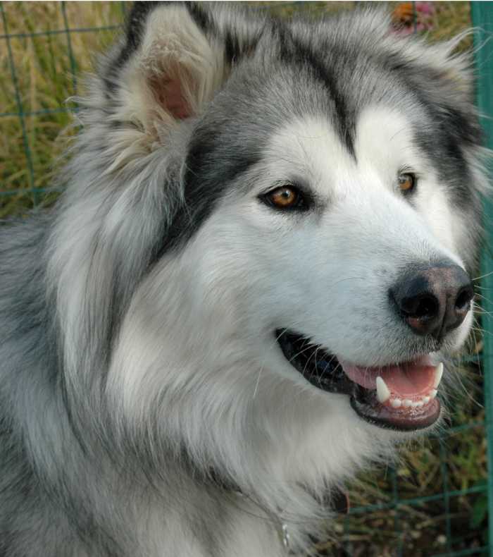 Size matters--when considering boarding especially, the size of your dogs will cost you more money no matter what. At 80-95 pounds each, our dogs are considered "grande."