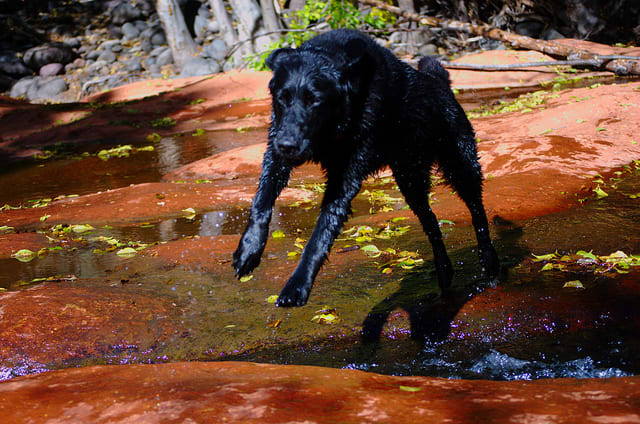 Medication may not make your senior dog young, but it may help him lead a more active life.