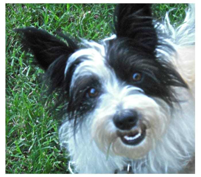 Mixed breeds of all shapes and sizes can earn the CGC too!! In fact, mixed breeds can compete in any performance events like obedience, agility, Rally, etc. All dogs are welcome to test or compete!