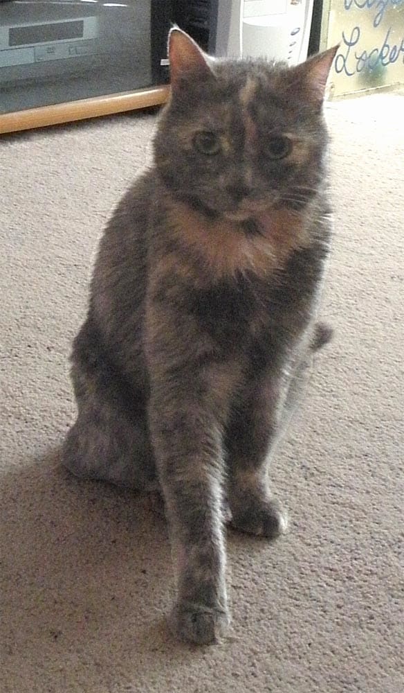 She was such a beautiful dilute smoke tortie, and quite the scamp as a kitten; she used to climb my husband and sit on his head!