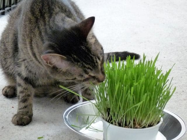 Orgánica gato pasto crecido a partir de un kit