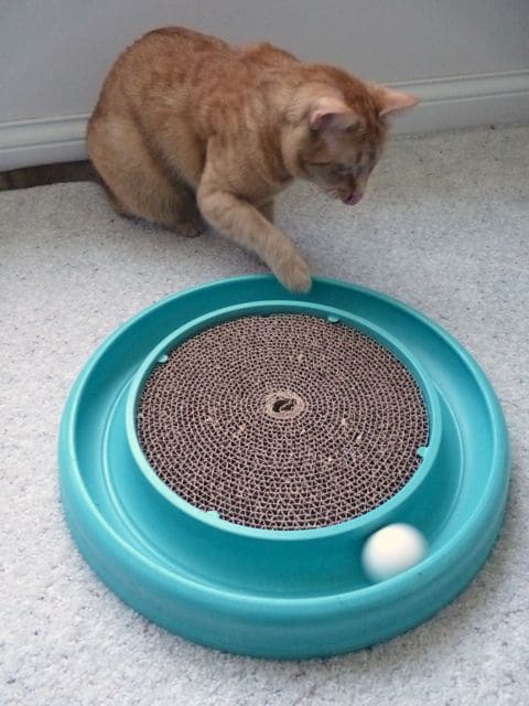 Spielen hilft ihm, Kalorien zu verbrennen, was besonders wichtig für Indoor-Katzen ist, die mit zunehmendem Alter weniger aktiv werden.