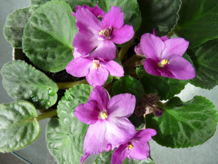 o violeta Africano é uma planta segura para gatos.