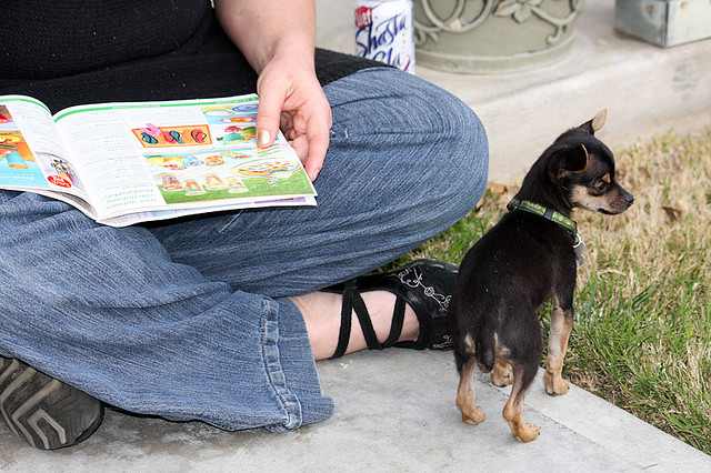 Some dogs will be fine as watch dogs but are not built for personal protection.