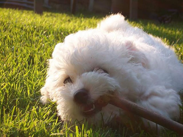 The Maltese do not shed much and since they are small dogs they do not eat much.