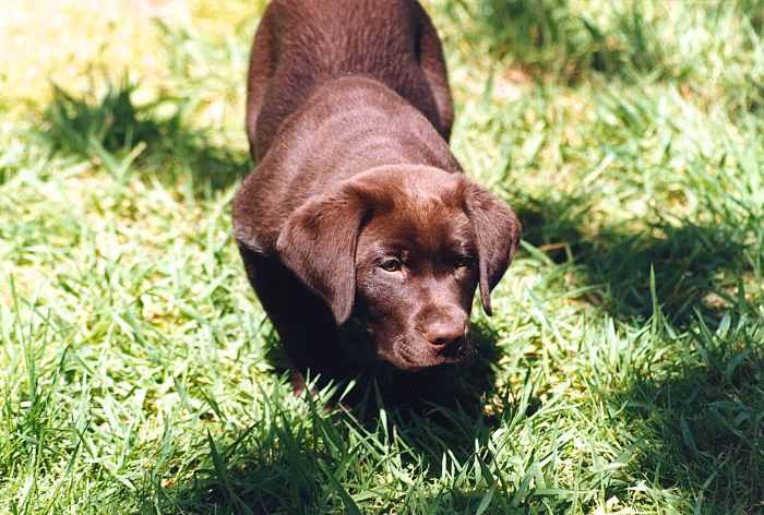 In one experiment, a Labrador retriever was able to detect compounds released by colon cancer cells. This is Owen as a puppy.