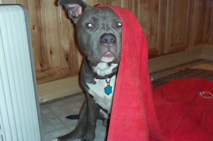 Though they are often thought of as an aggressive breed, pit bulls are not necessarily dangerous—especially if they have a caring and loving owner.