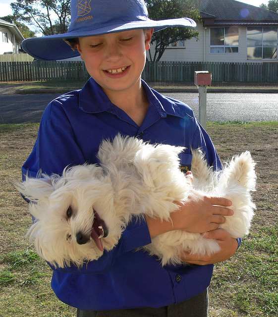 The Maltese is an excellent choice if you don't mind a dog who knows how to bark!