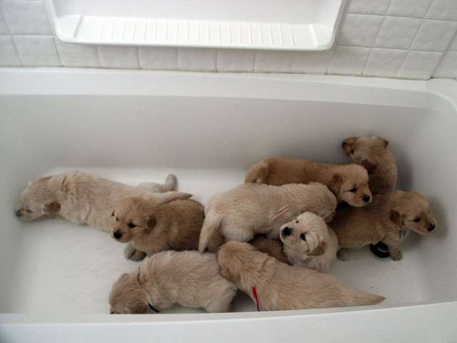 Of course dogs can whelp anywhere--even a bathtub!