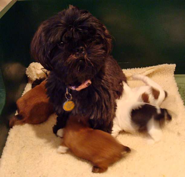 A new litter of Shih tzu puppies.