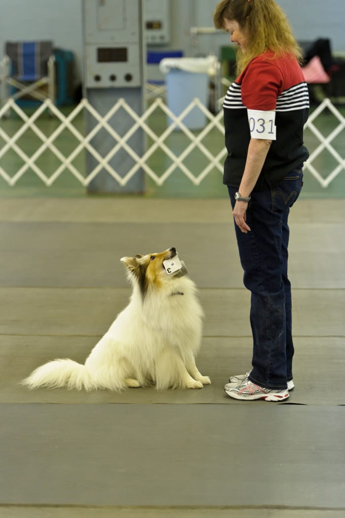 Here dark blue jeans and a shirt of mostly blue with white stripes will contrast nicely in a gray obedience venue. However the gray shoes might blend into the floor for dogs who cue heeling patterns off of their handler's feet.