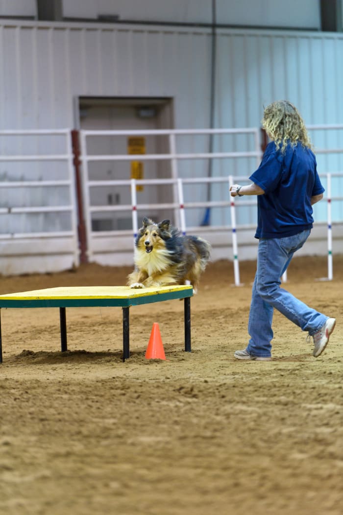 Here the handler is wearing a dark blue shirt and blue jeans both of which will contrast nicely with the brown dirt and white walls of the agility venue.