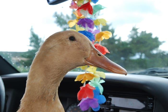 Louise waiting to cross the ferry in Port Townsend, Washington. Note: Never leave pets unattended in vehicles.