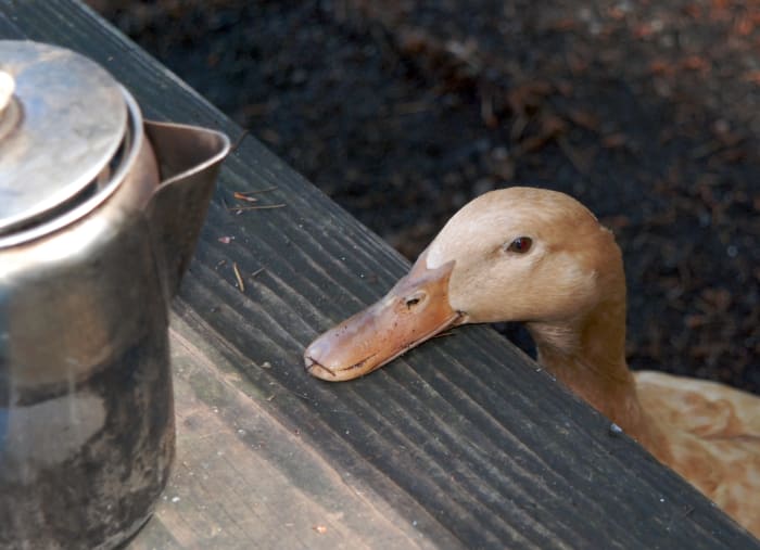 My pet duck Louise, a buff Orpington, rests her chin on the seat of a picnic table.
