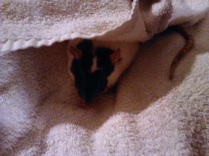 How to Bathe Your Pet Rat Without Stress PetHelpful By fellow