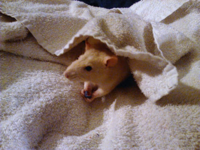 How to Bathe Your Pet Rat Without Stress PetHelpful By fellow