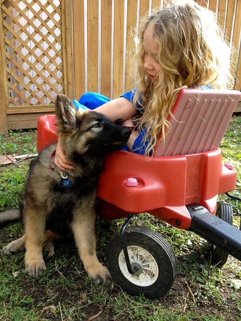 The Shiloh Shepherd has been developed to be good with kids.