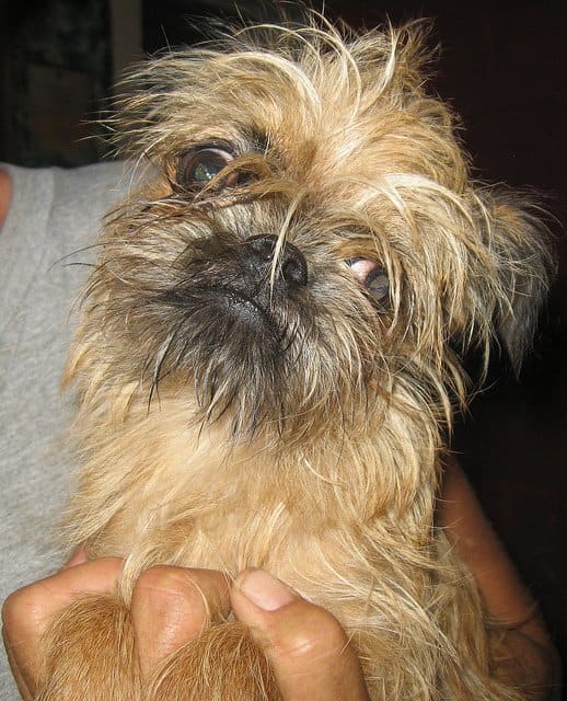 A Brussels Griffon. Have you ever woke up and felt like this?