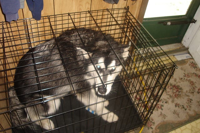 This breed has been staked out for thousands of years. Is a crate a natural alternative?