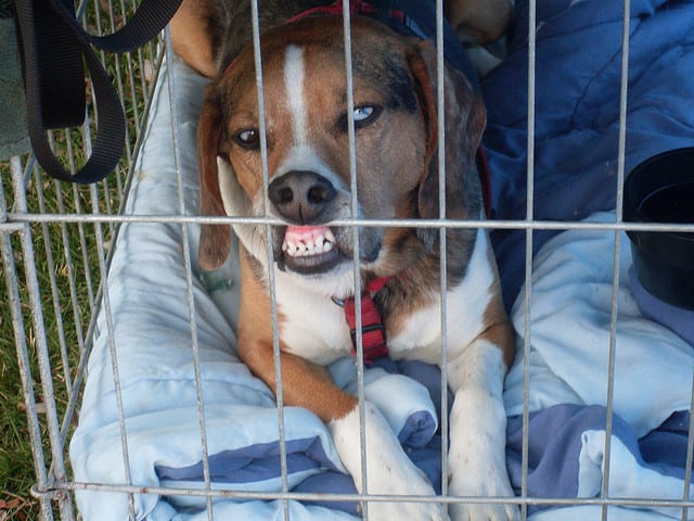 Having a wire door shut in your face is not pleasant, despite what you may have been told.