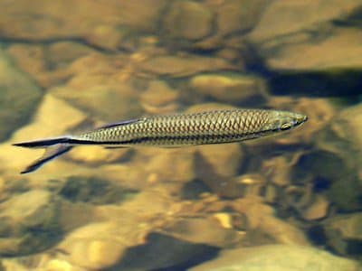 Apollo sharks are not commonly available in fish stores but are a great addition if you can find one.