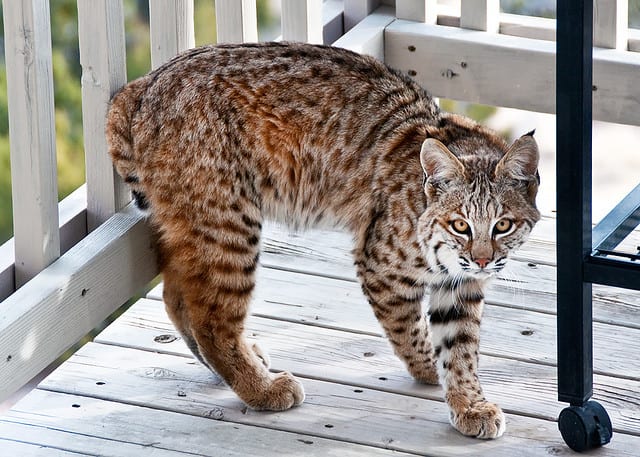 Bobcats can make excellent pets, but only for an owner who is prepared to handle their needs as an exotic pet.