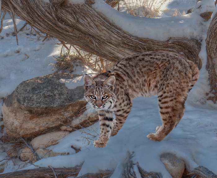 Exotic Pet Care Bobcats as Pets PetHelpful By fellow animal lovers
