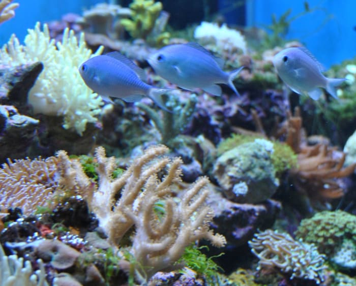 A great looking saltwater aquarium with Blue Green Chromis. Blue Green Chromis is an excellent saltwater fish for a beginner.
