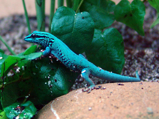The tiny L. williamsi gecko will not bite, but it is definitely a "look but don't touch" pet.