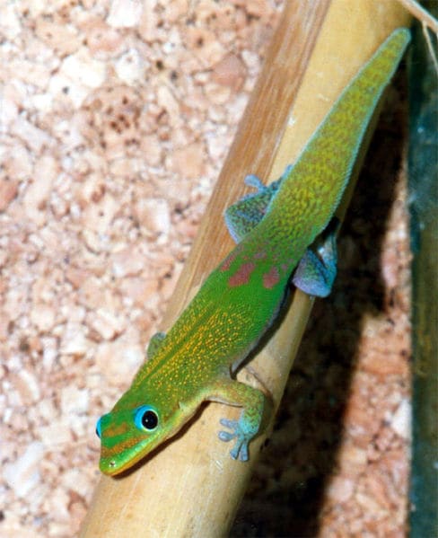 The gold dust day gecko is gorgeous, but more difficult to keep. However P. laticauda is fairly hardy for a Phelsuma.