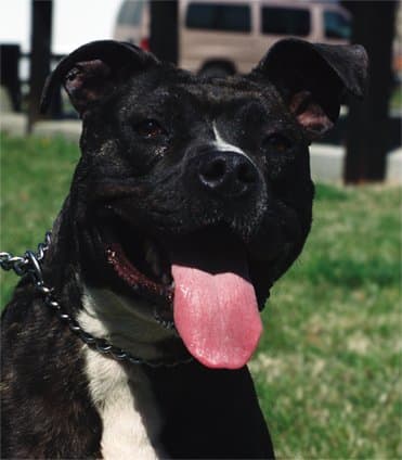 Popcicle, a nearly dead pit bull puppy is rescued and serves law enforcement with honor.