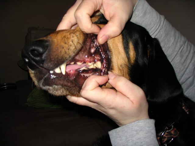 Inspect your dog's teeth regularly as part of your pet's dental care regimen.