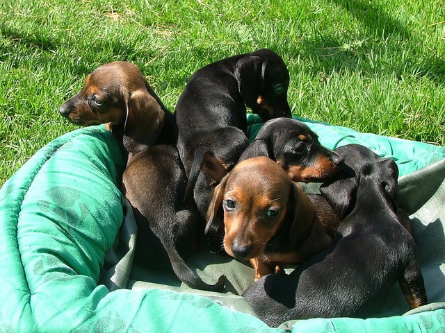 These Dachshund puppies are waiting for some German names.