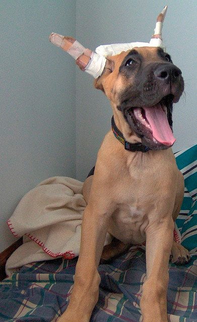 Except in English parts of the world, this dog is known as the German Mastiff. In the US and UK he is called a Great Dane.